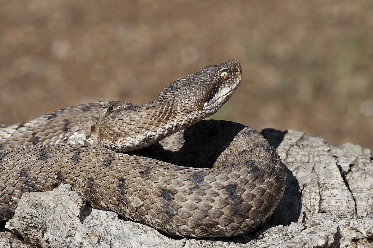 Vipera