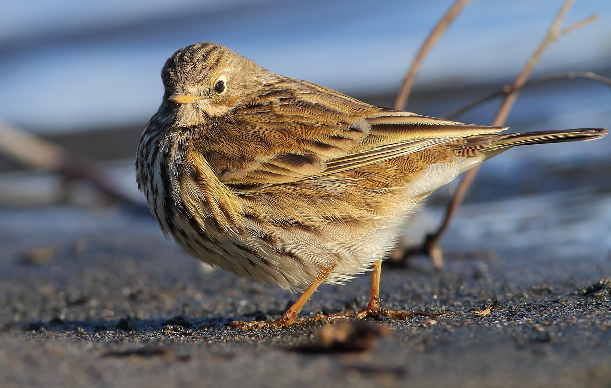 pipit