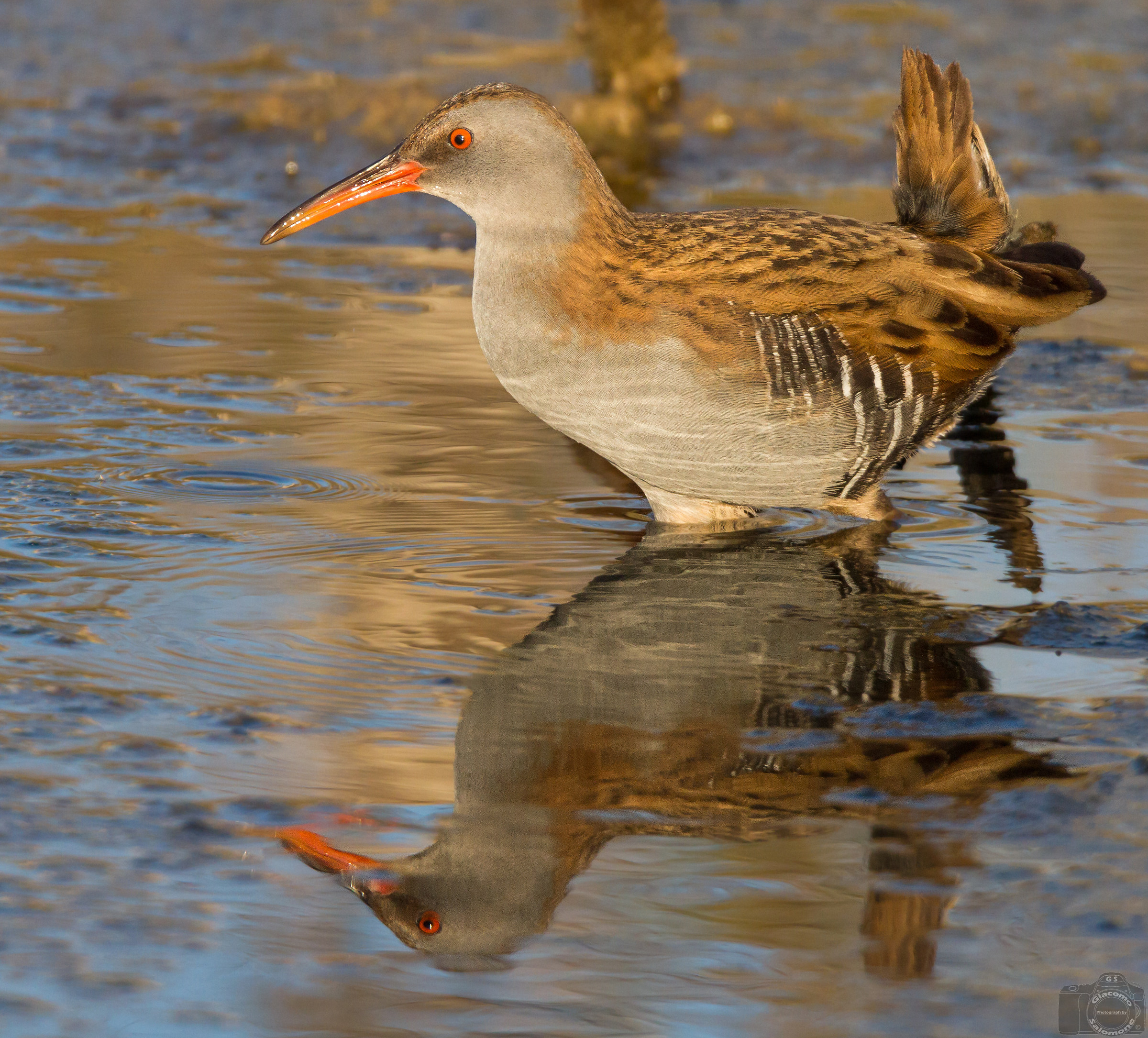Porciglione with reflection