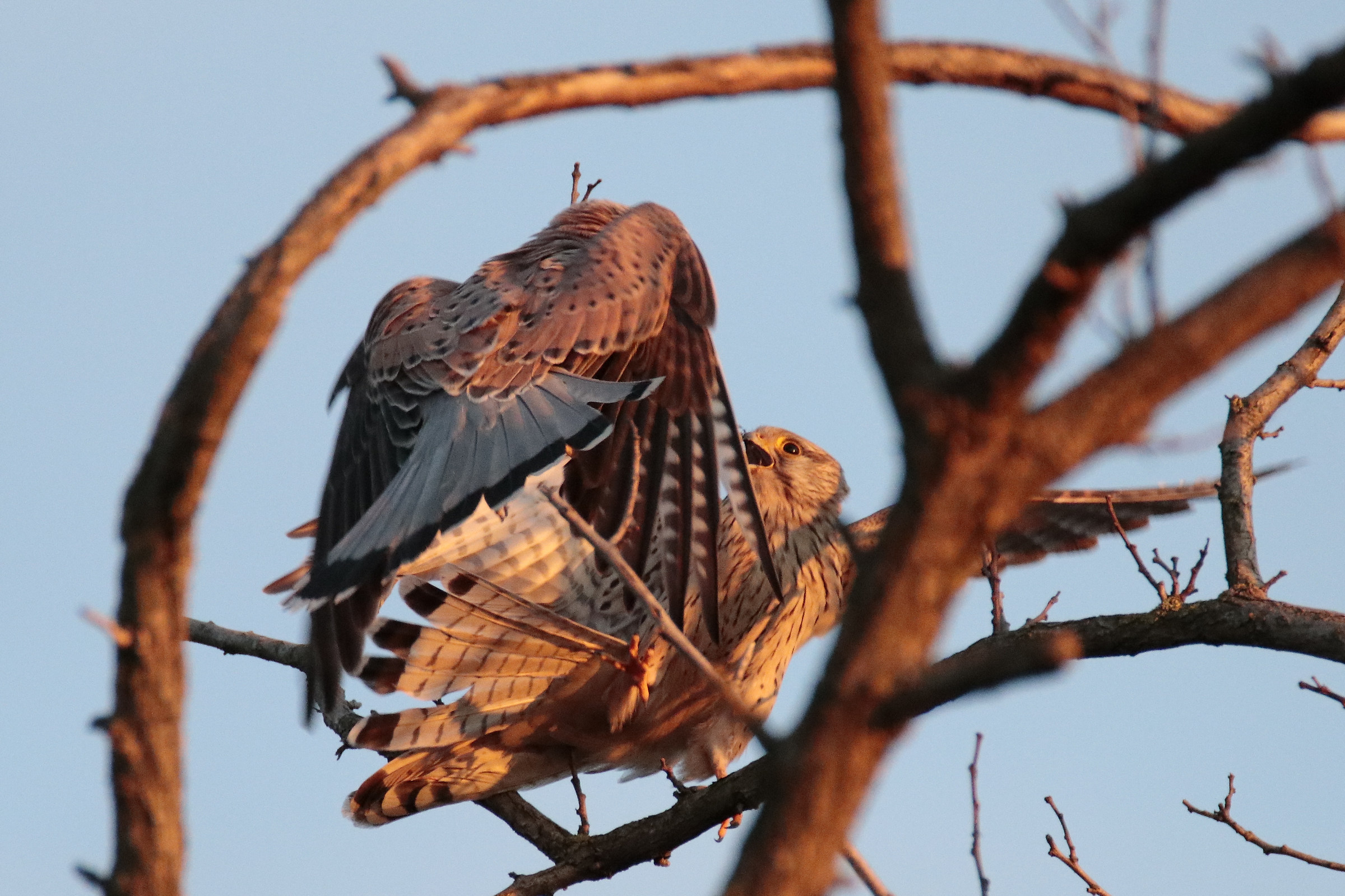 buzzards in a fist fight