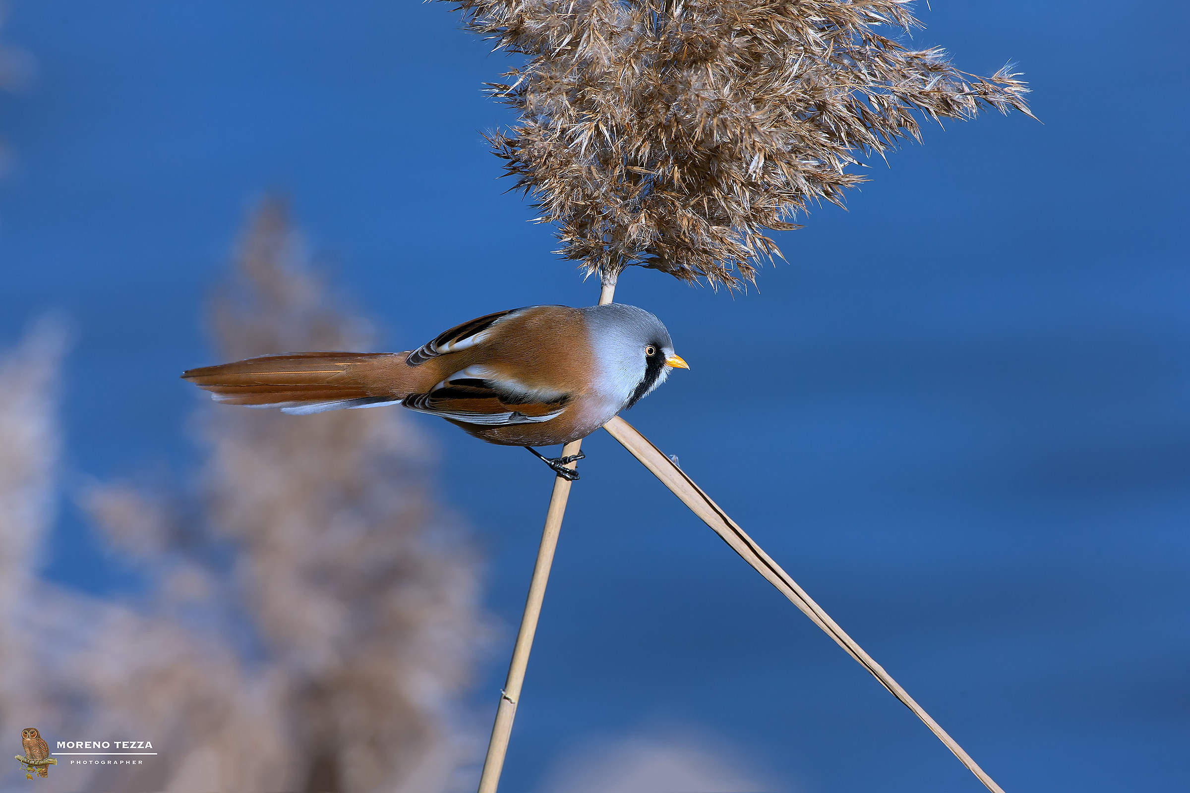 Bearded Tit
