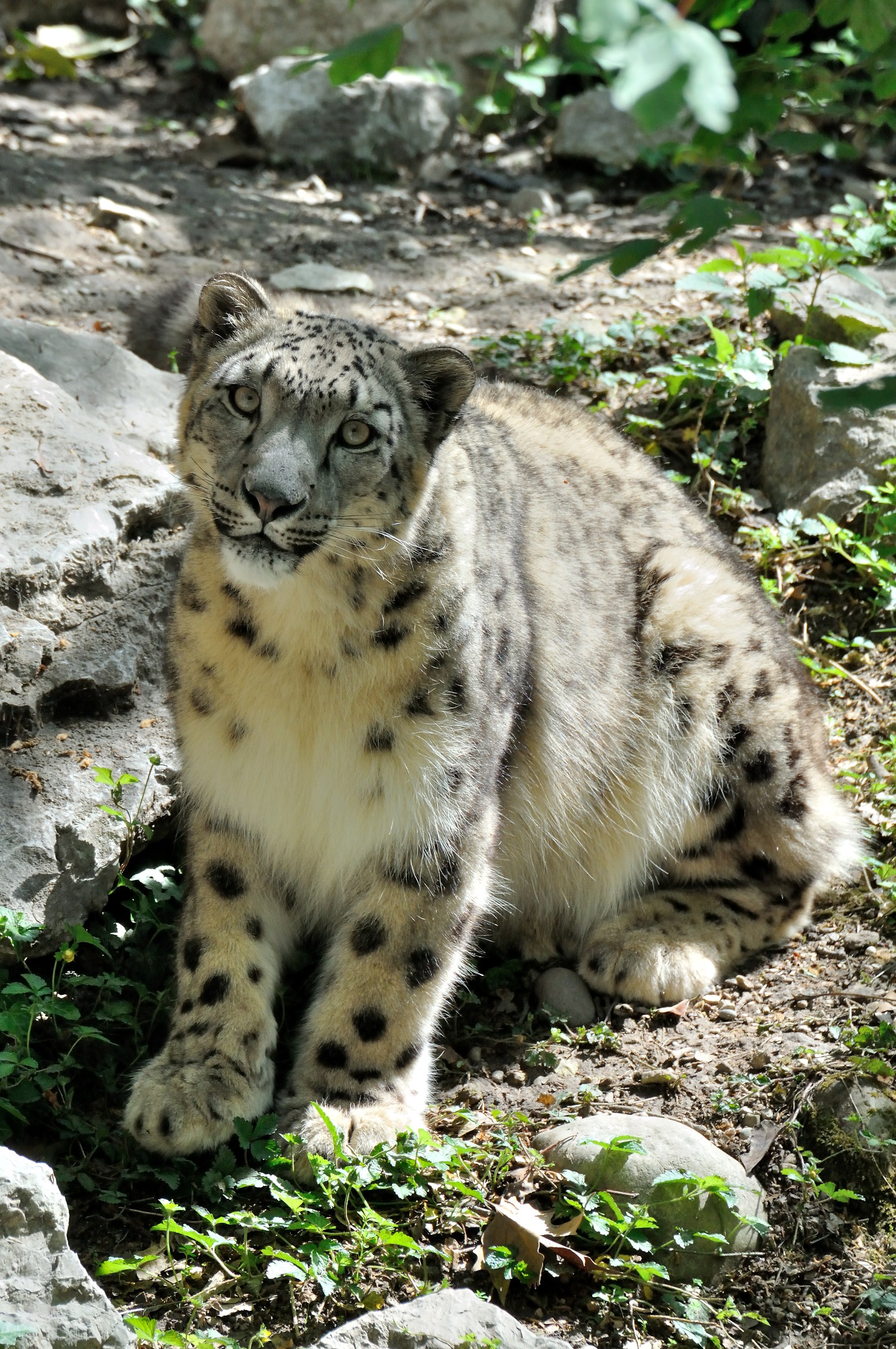 the Snow Leopard