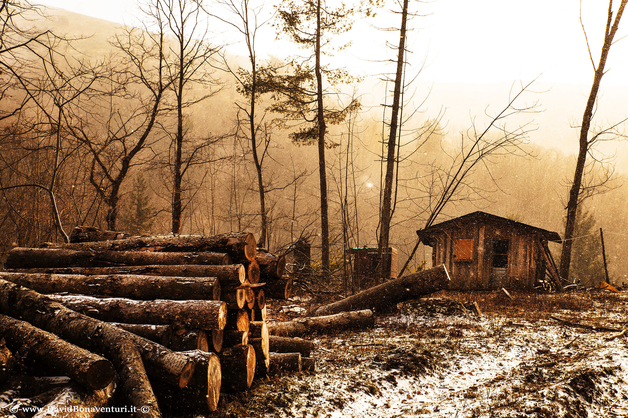 "The small wooden house in the woods"