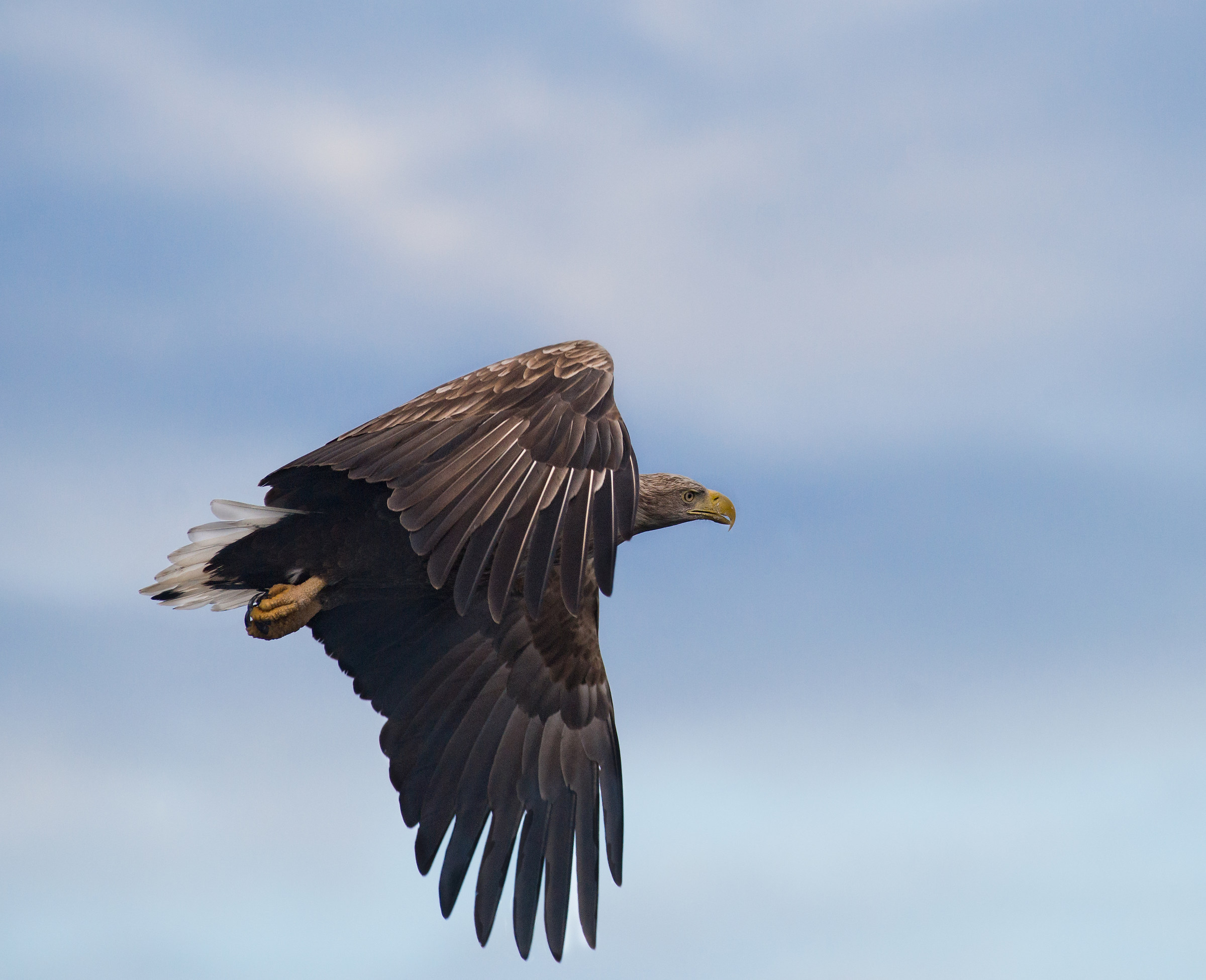 Sea eagle flying up in the blue