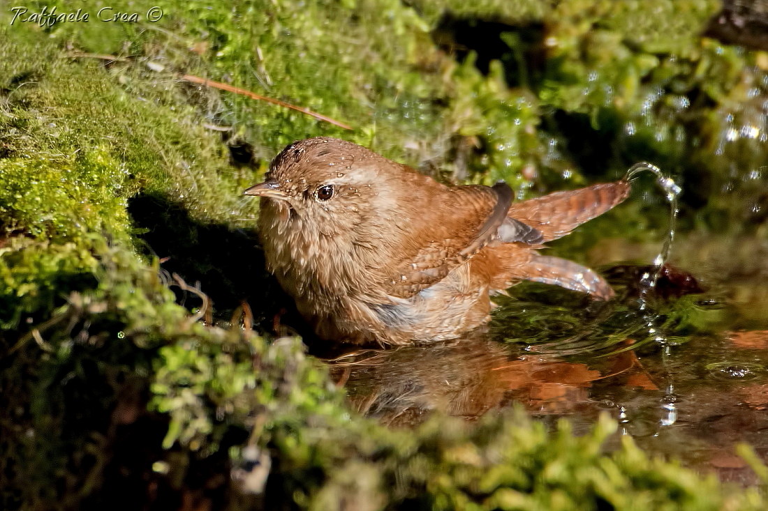 Il bagno gelato dello Scricciolo.