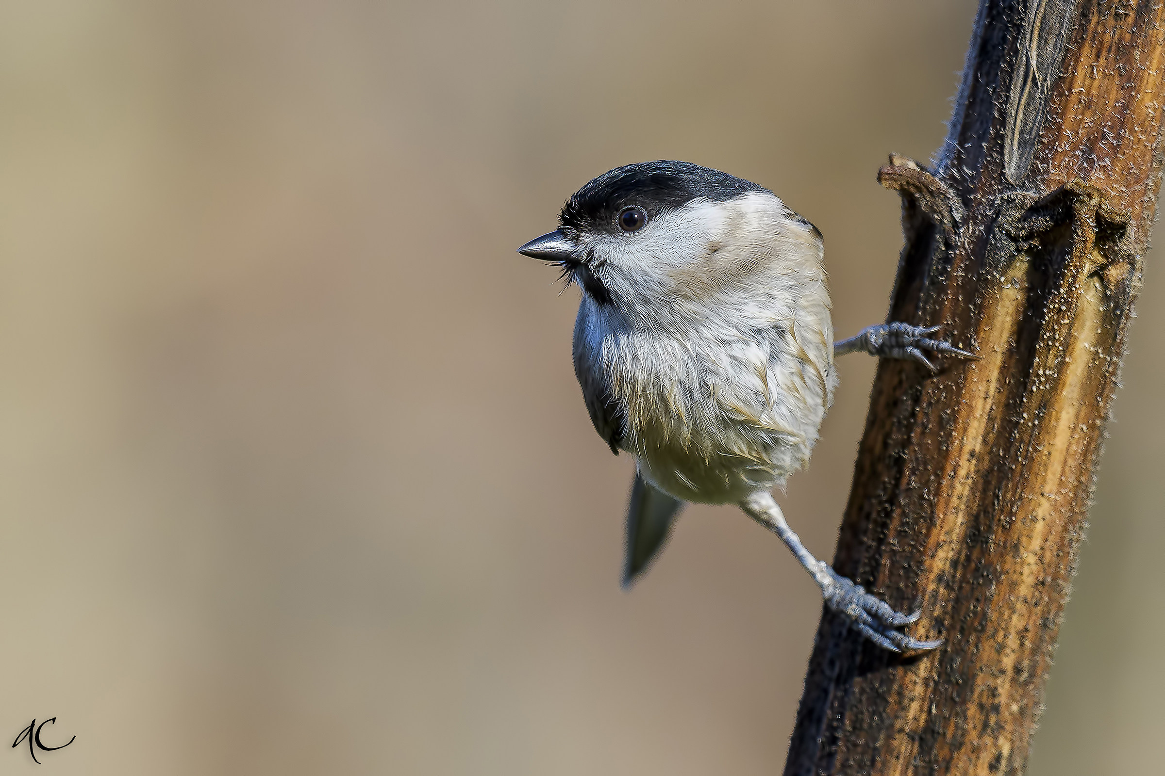 Marsh Tit