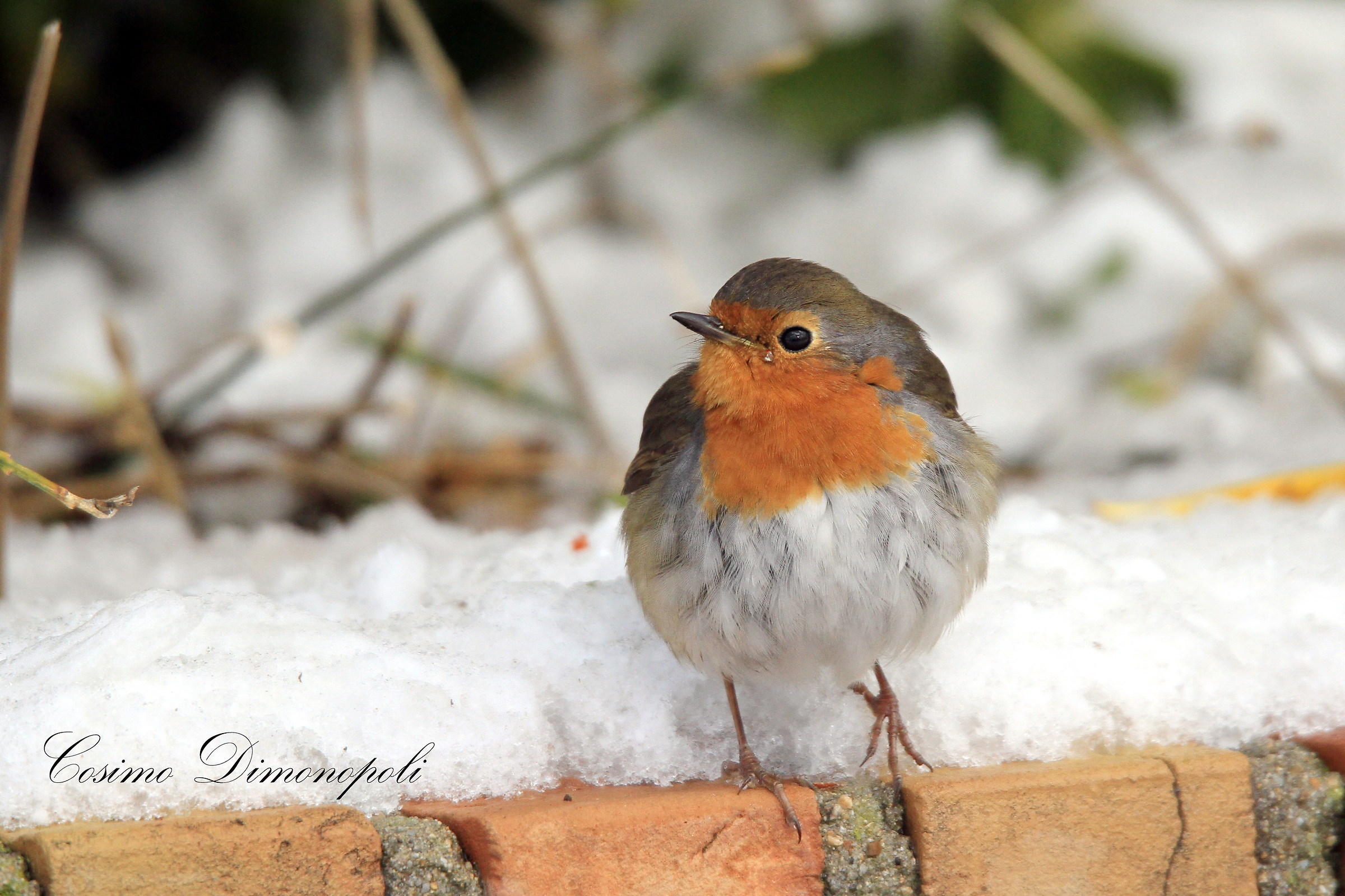 Robin