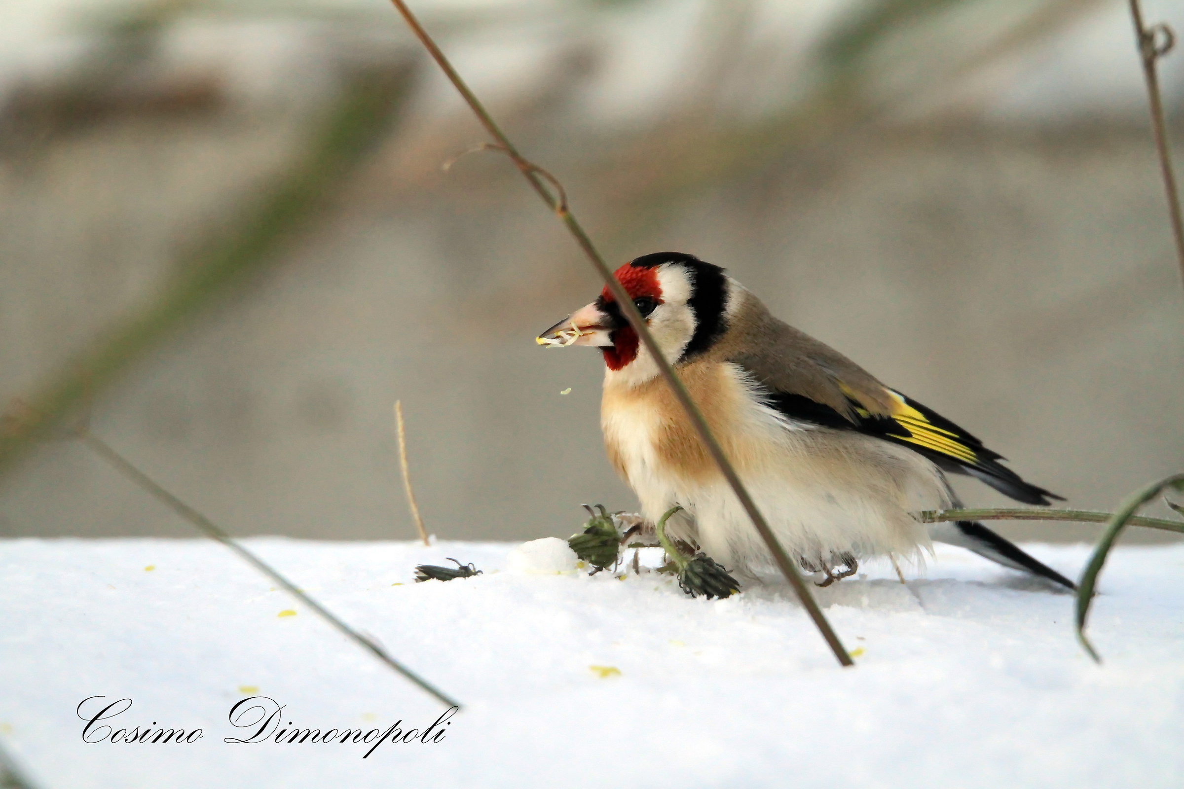 Goldfinch