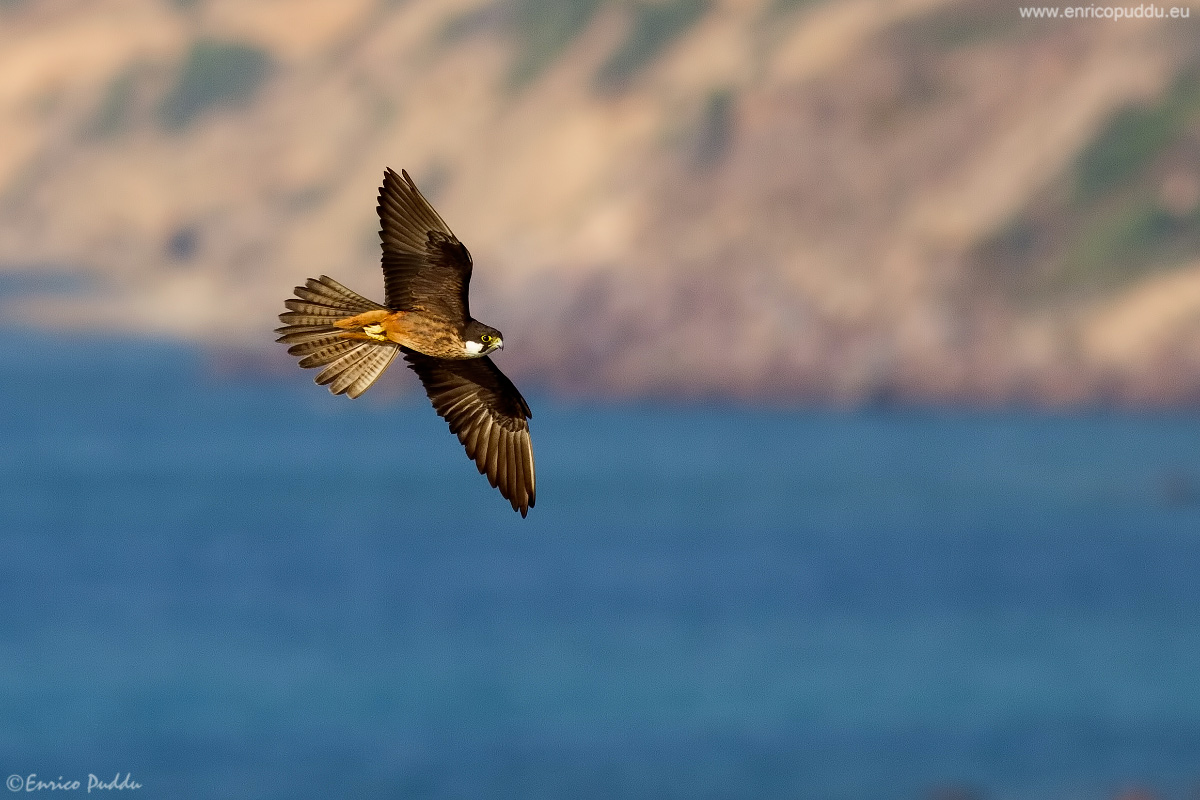 Il Falco di Eleonora