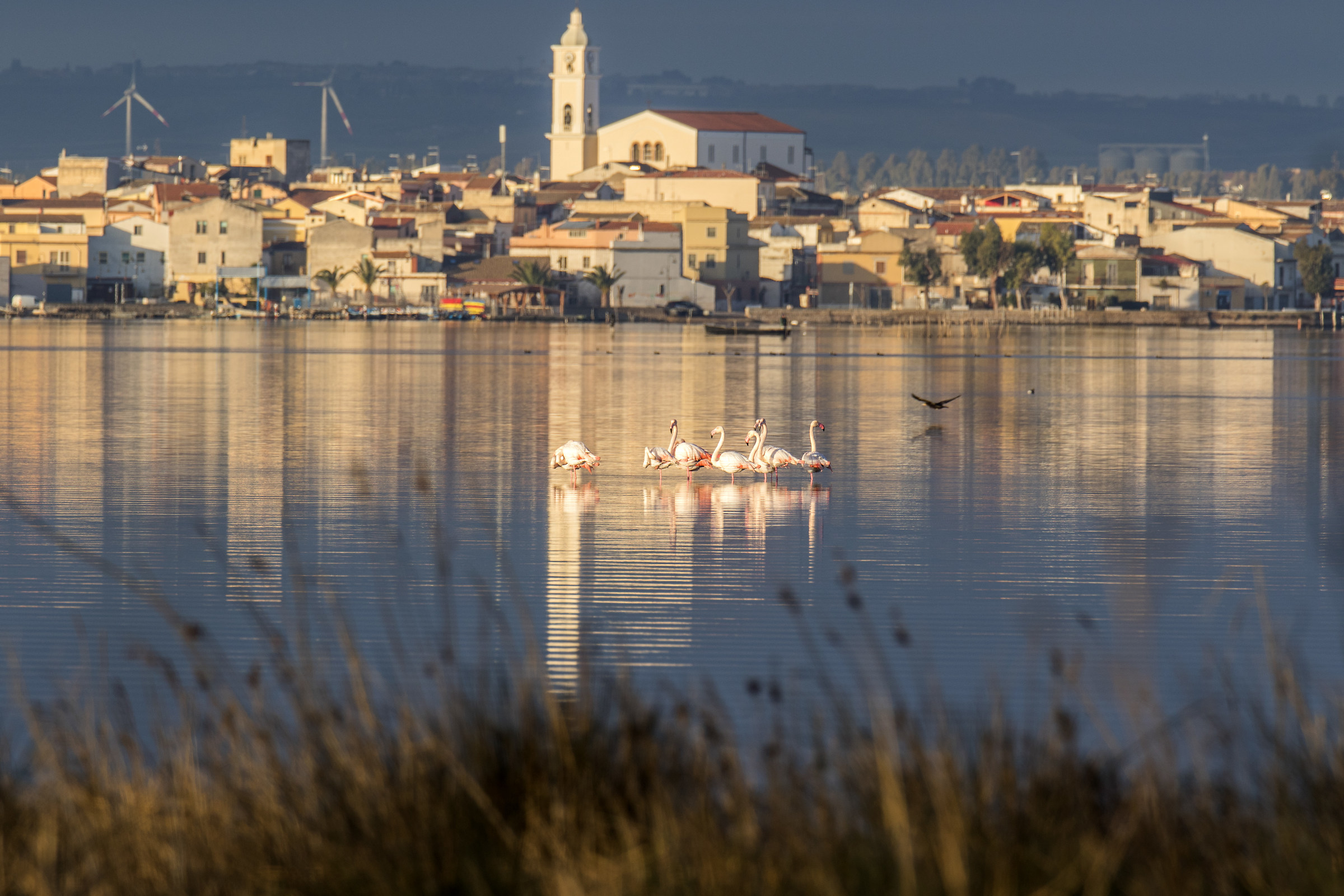 Fenicotteri in laguna