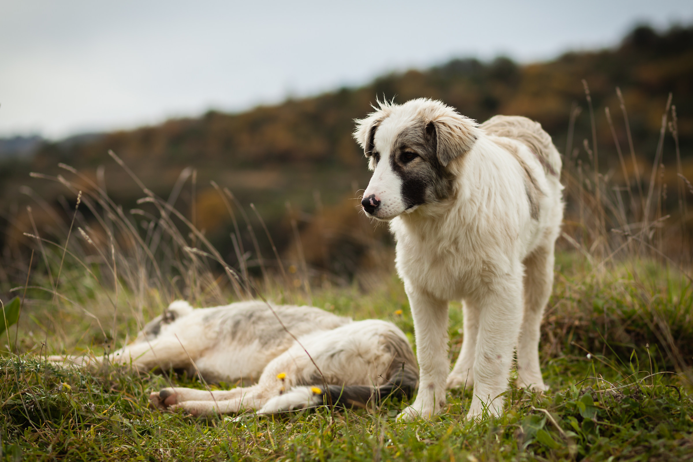 The guardians of the flock