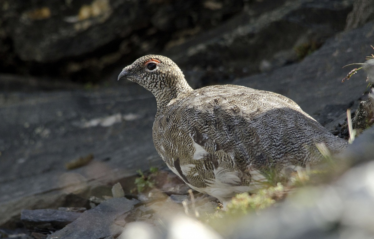Pernice bianca - primo piano