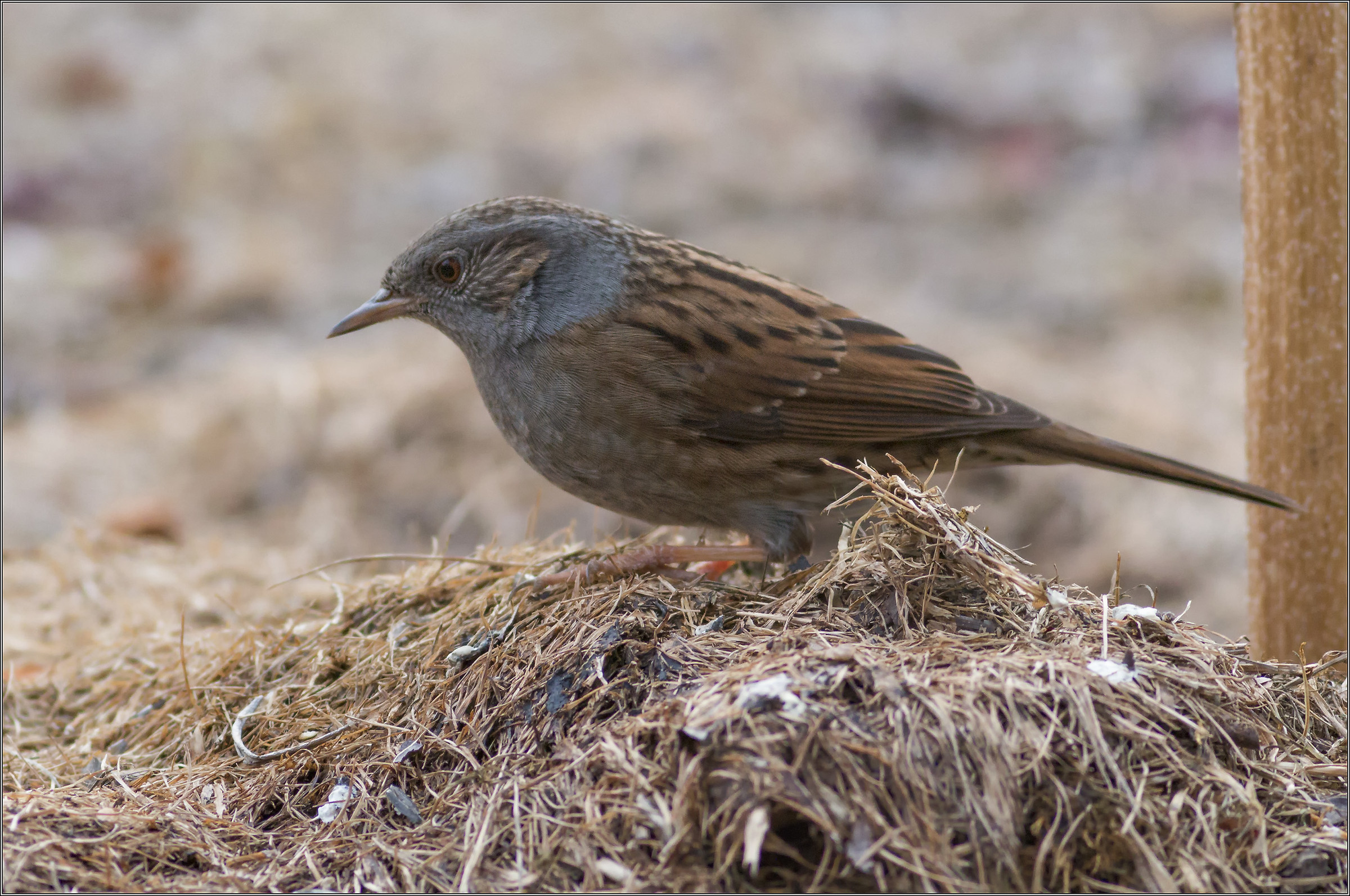 dunnock