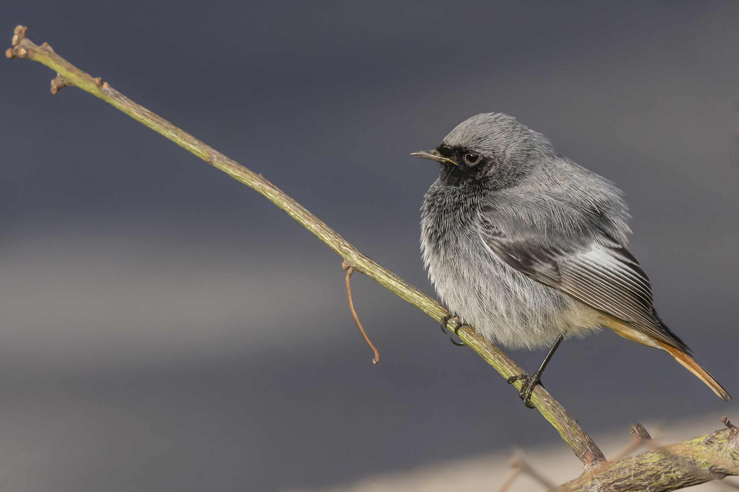 Codirosso spazzacamino &male;?