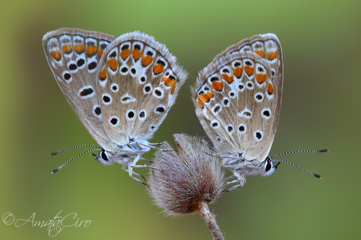 Polyommatus celina (Austaut, 1879)