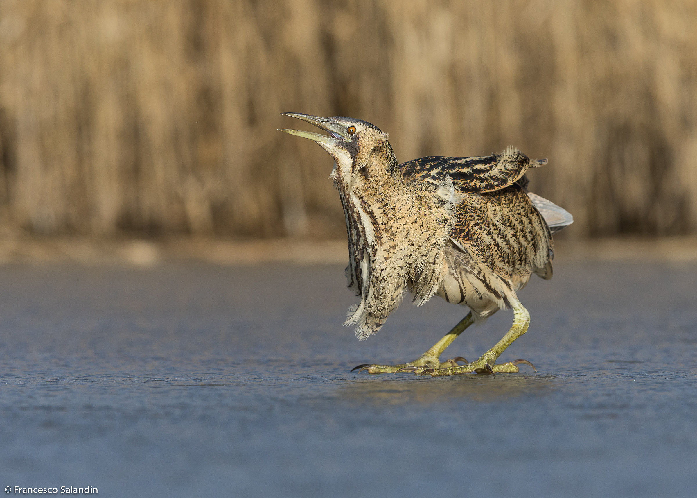 Bittern
