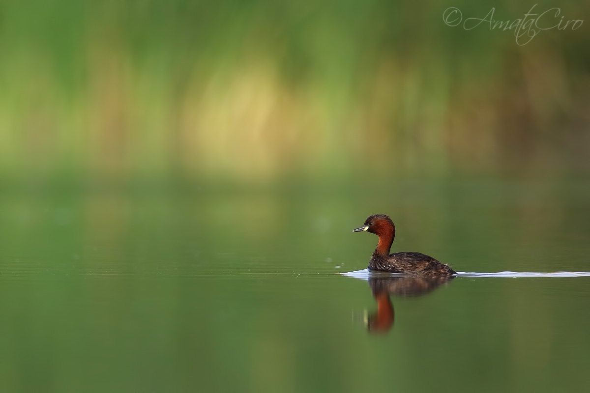 Nella pace della laguna