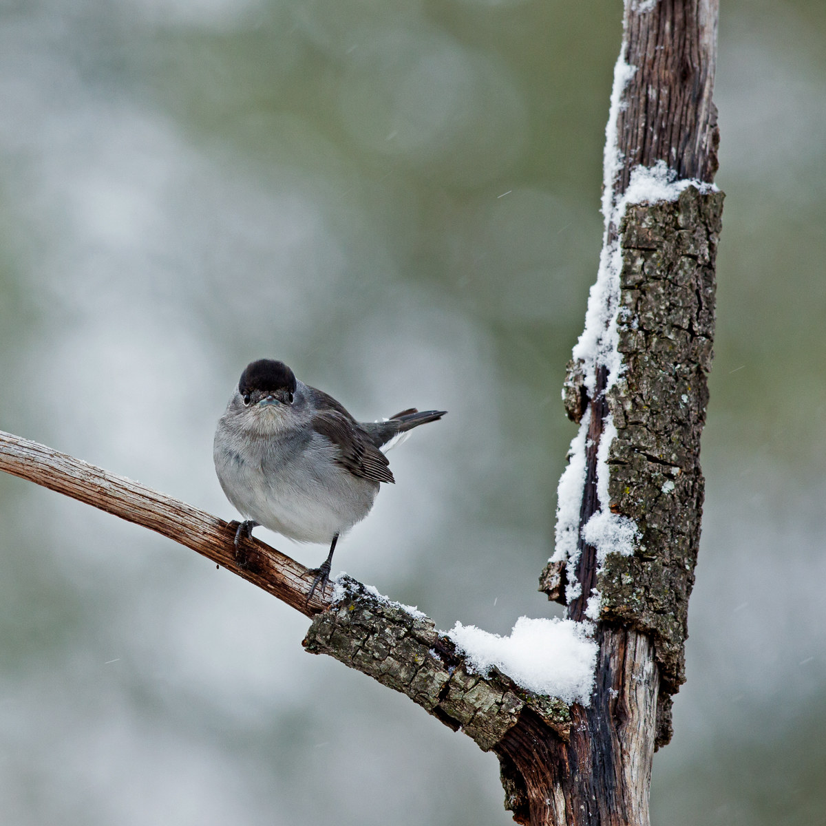 Capinera - Sylvia atricapilla