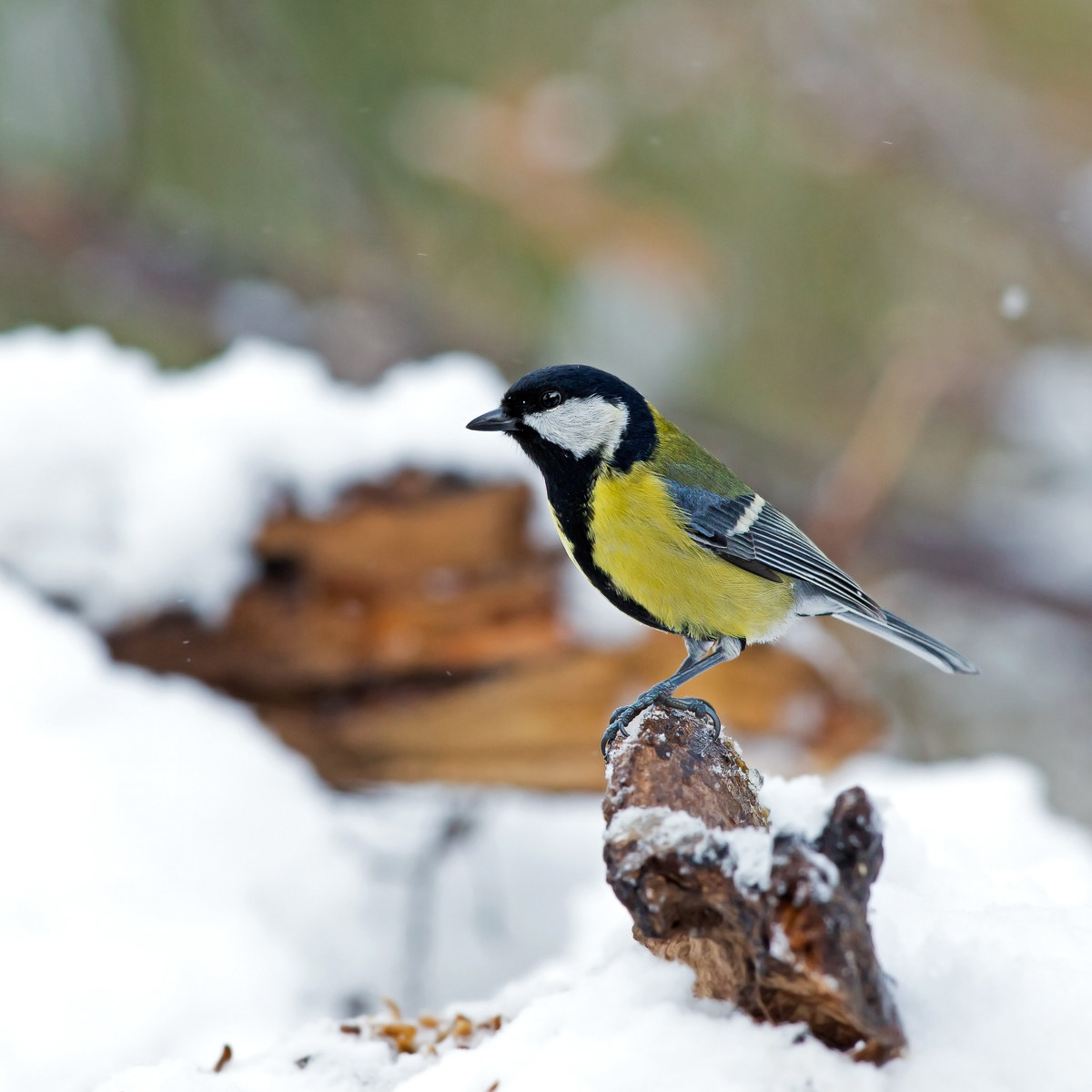 Cinciallegra - Parus major
