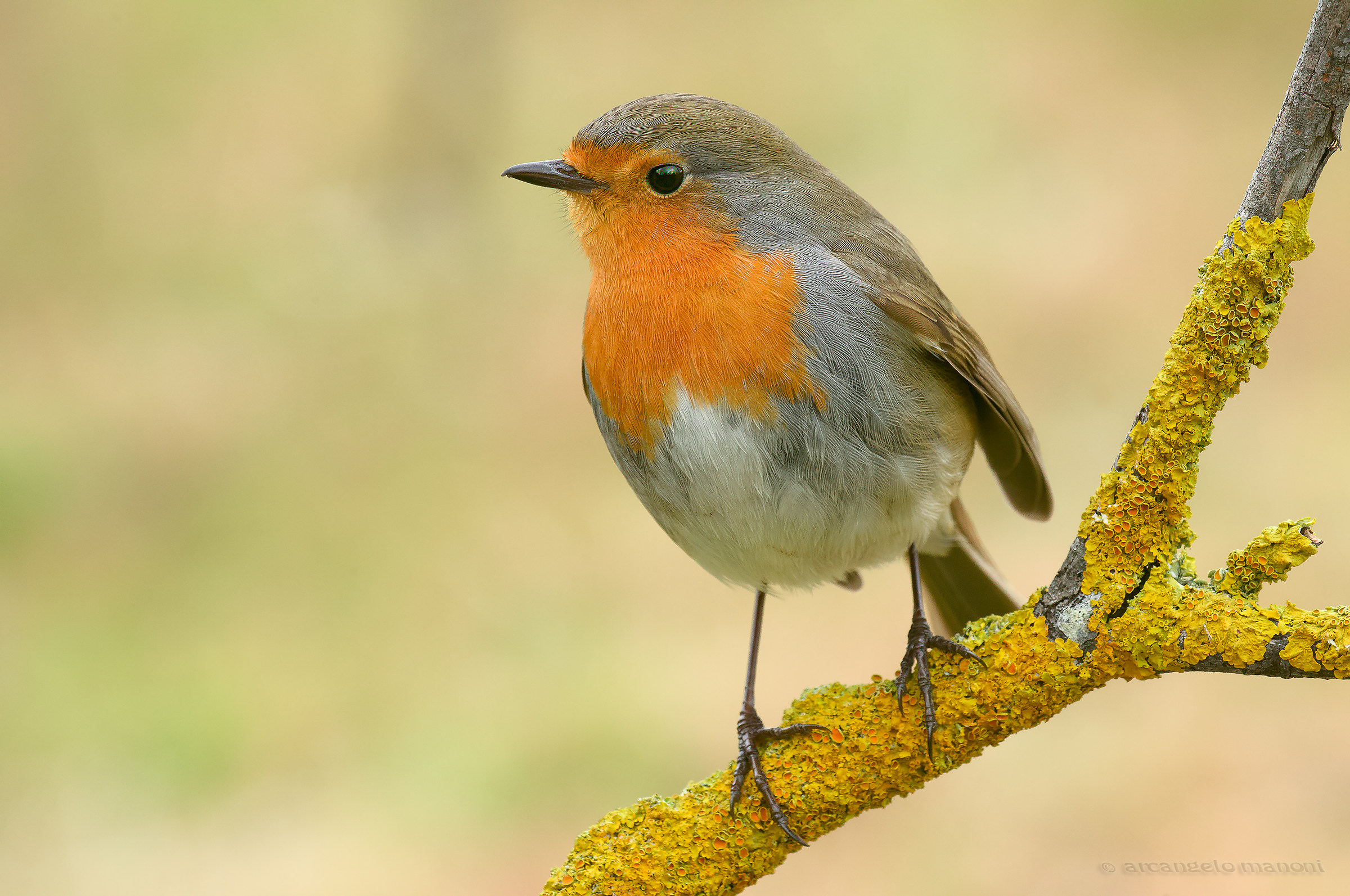 Nel paradiso di Robin