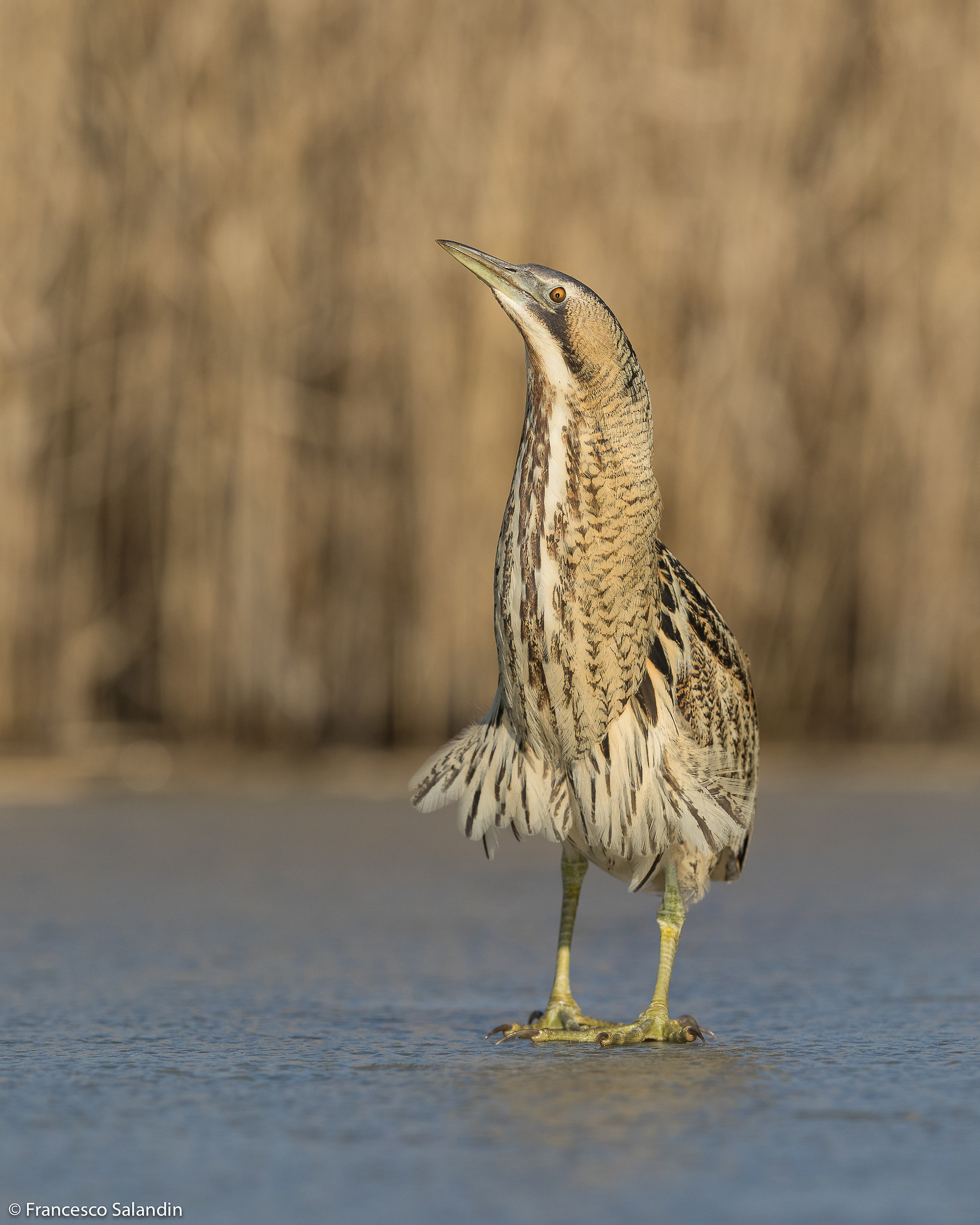 Bittern