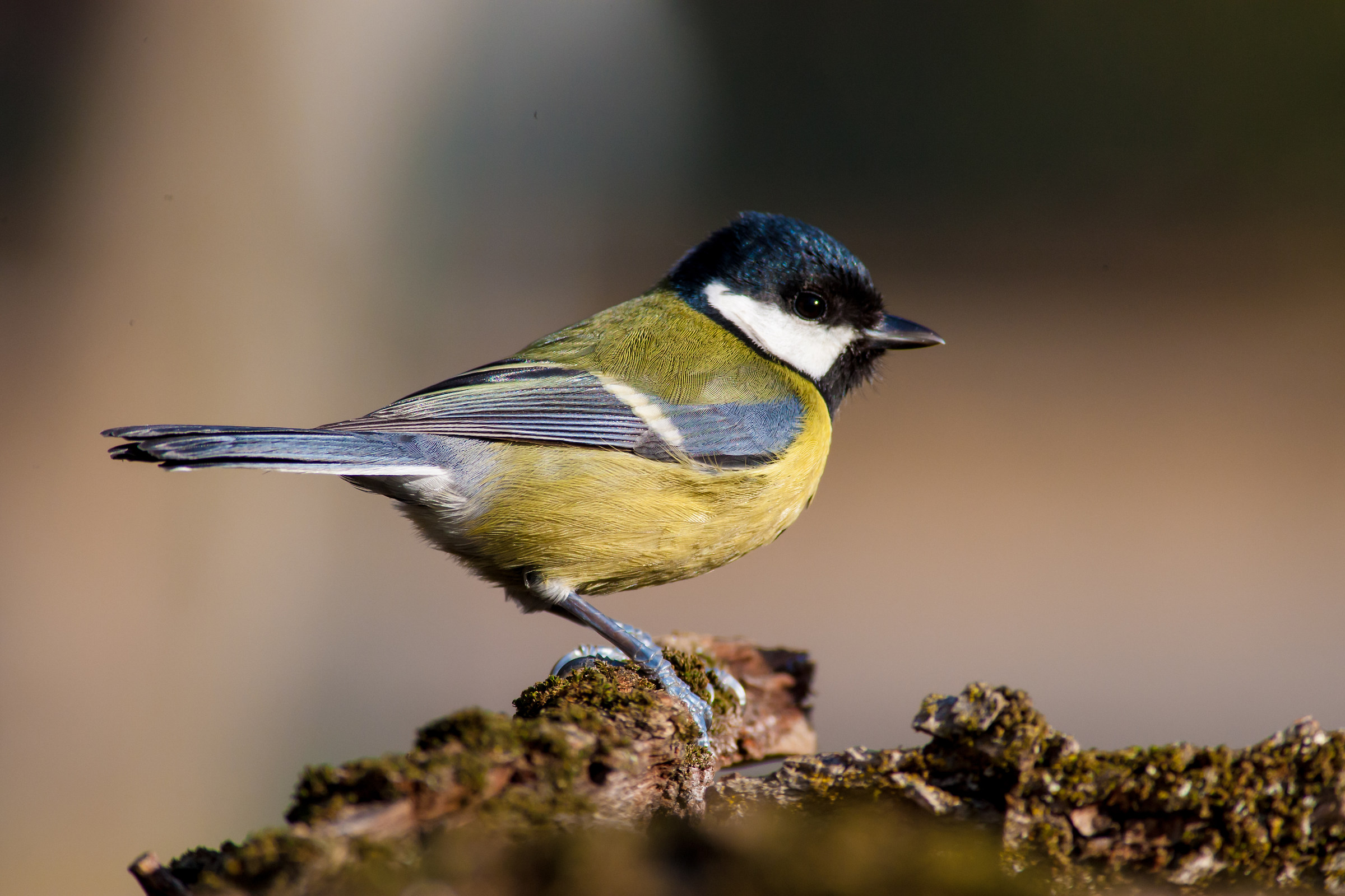 Great Tit