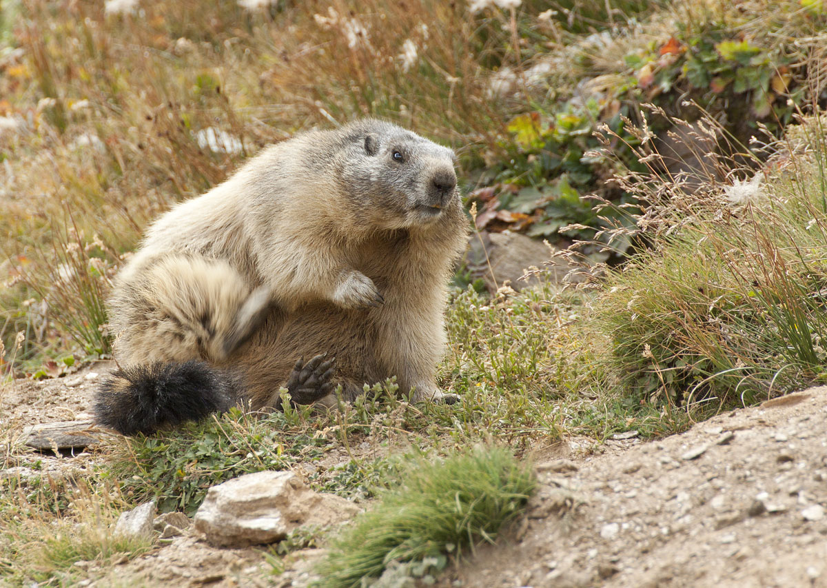una grattatina fa sempre bene