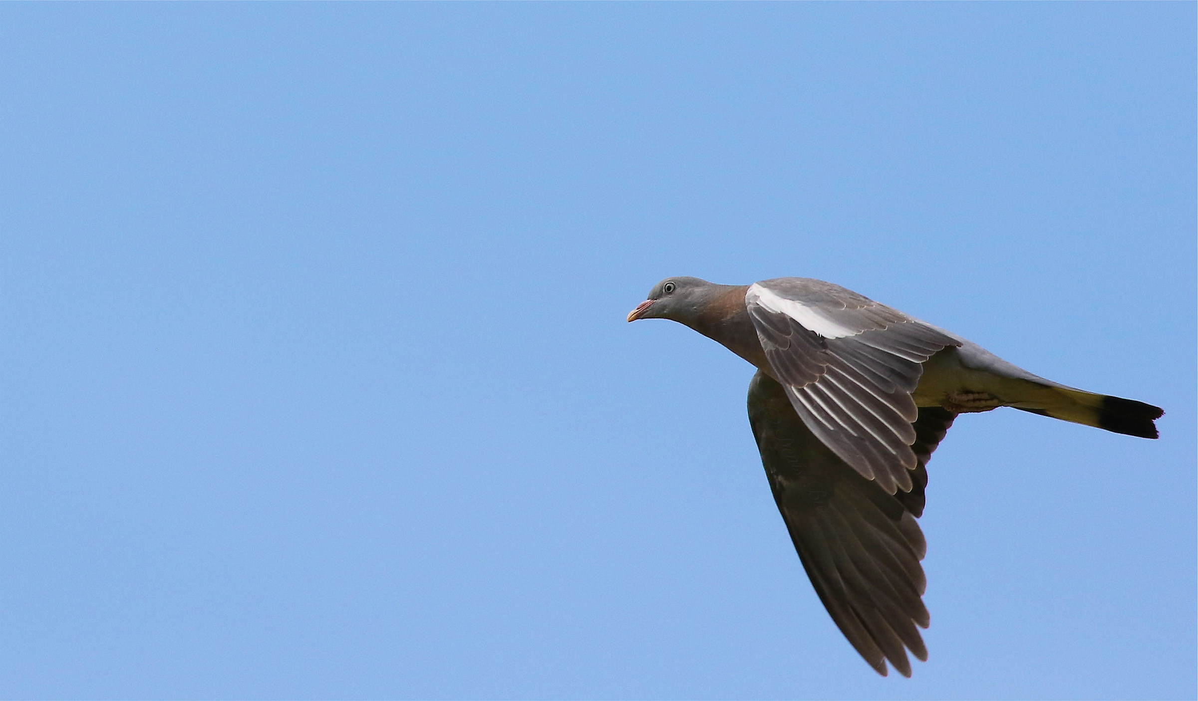 Primo piano colombaccio in volo