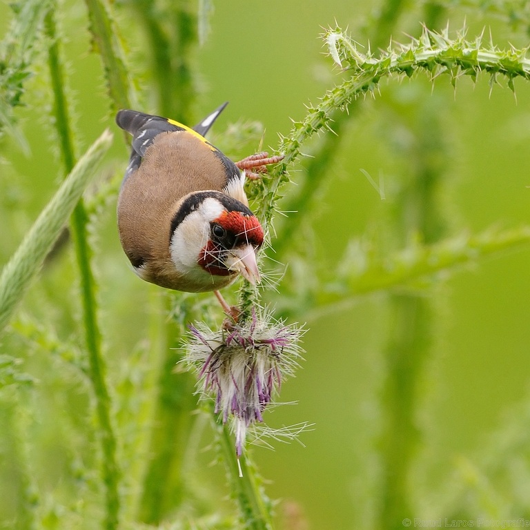 Carduelis carduelis