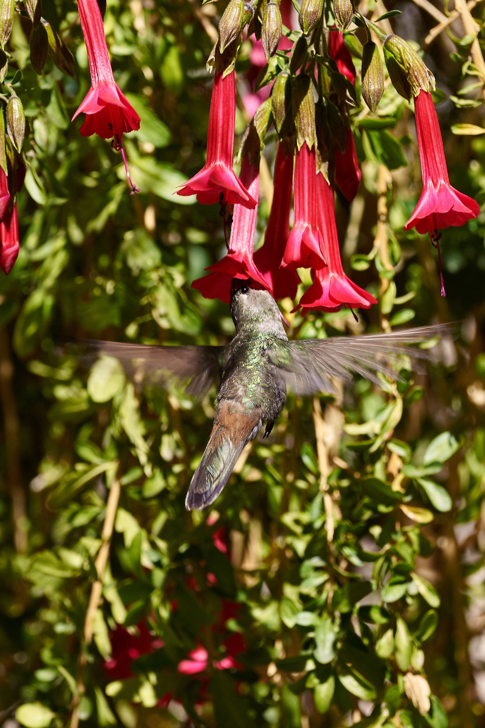 Colibri'