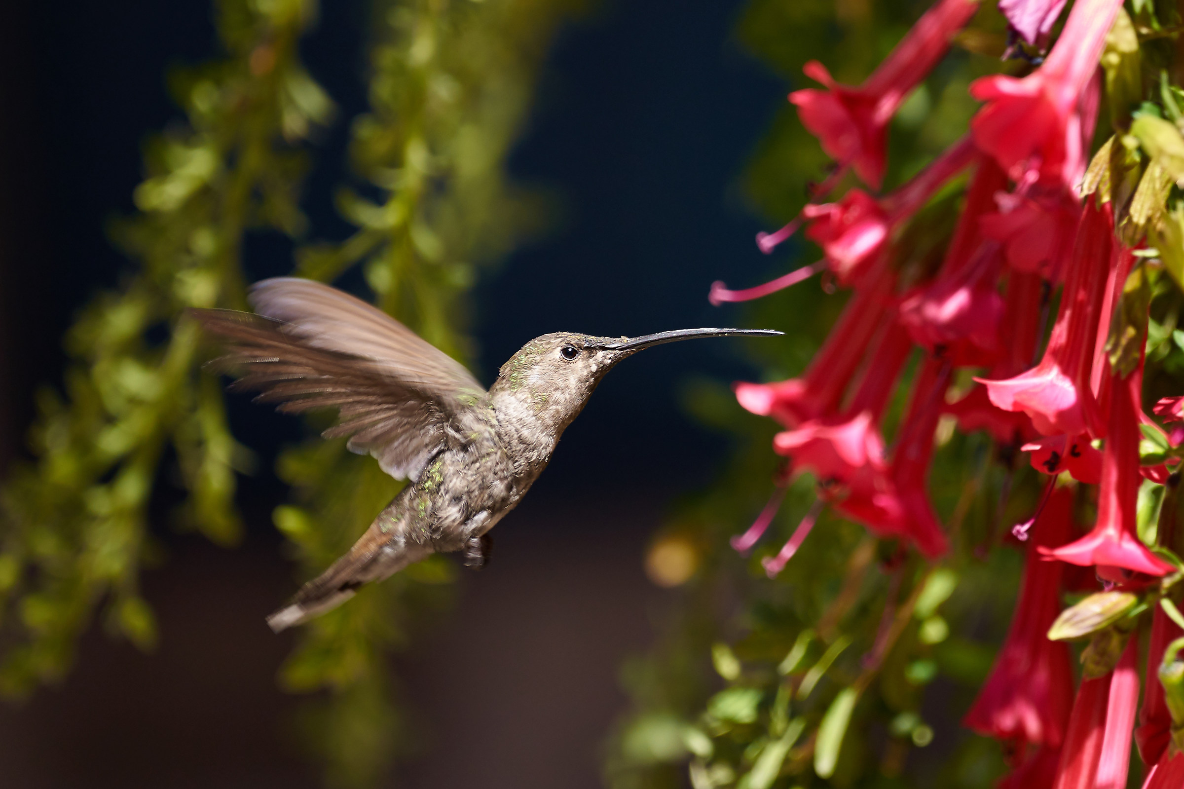 Colibri'