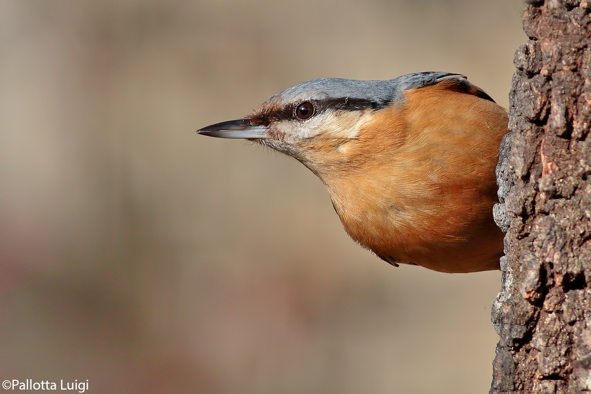 Nuthatch (Sitta europaea)