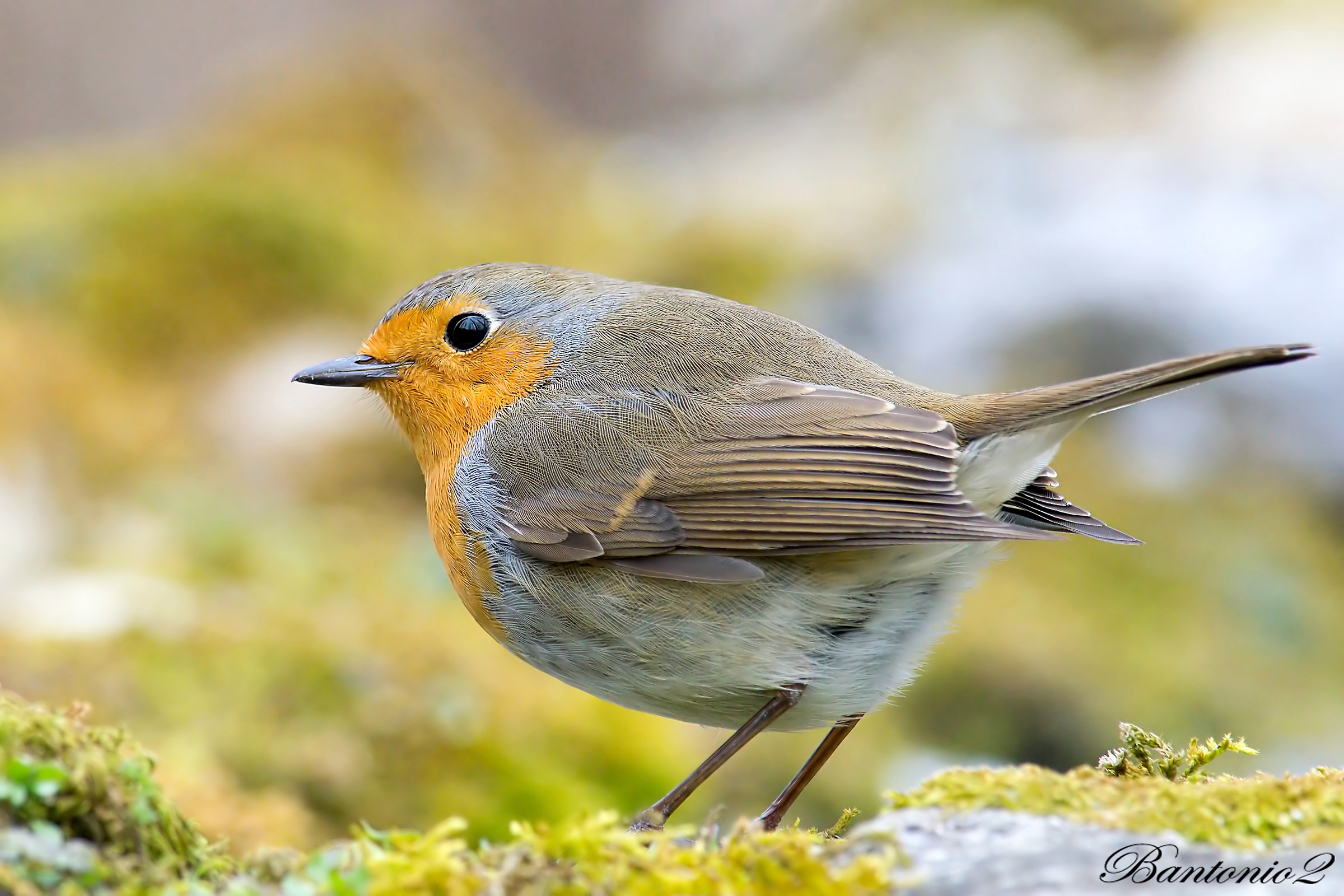 Robin (Erithacus rubecula).