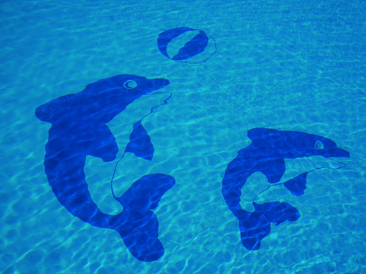 Dolphins Daniela and Marco