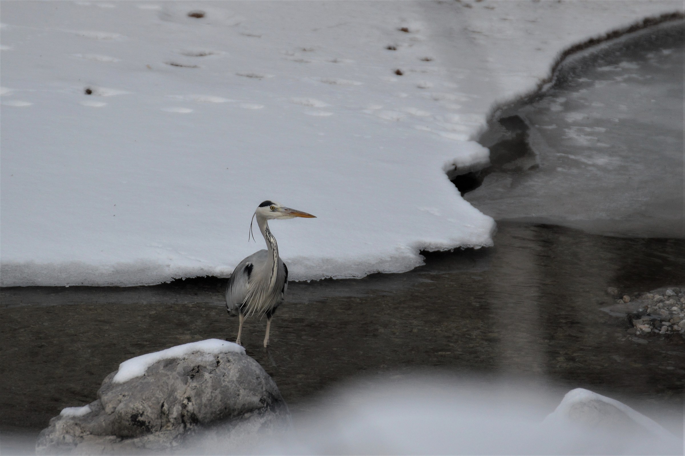airone cenerino-gennaio 2017