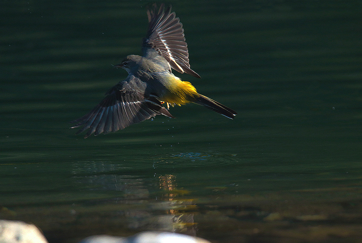 yellow wagtail