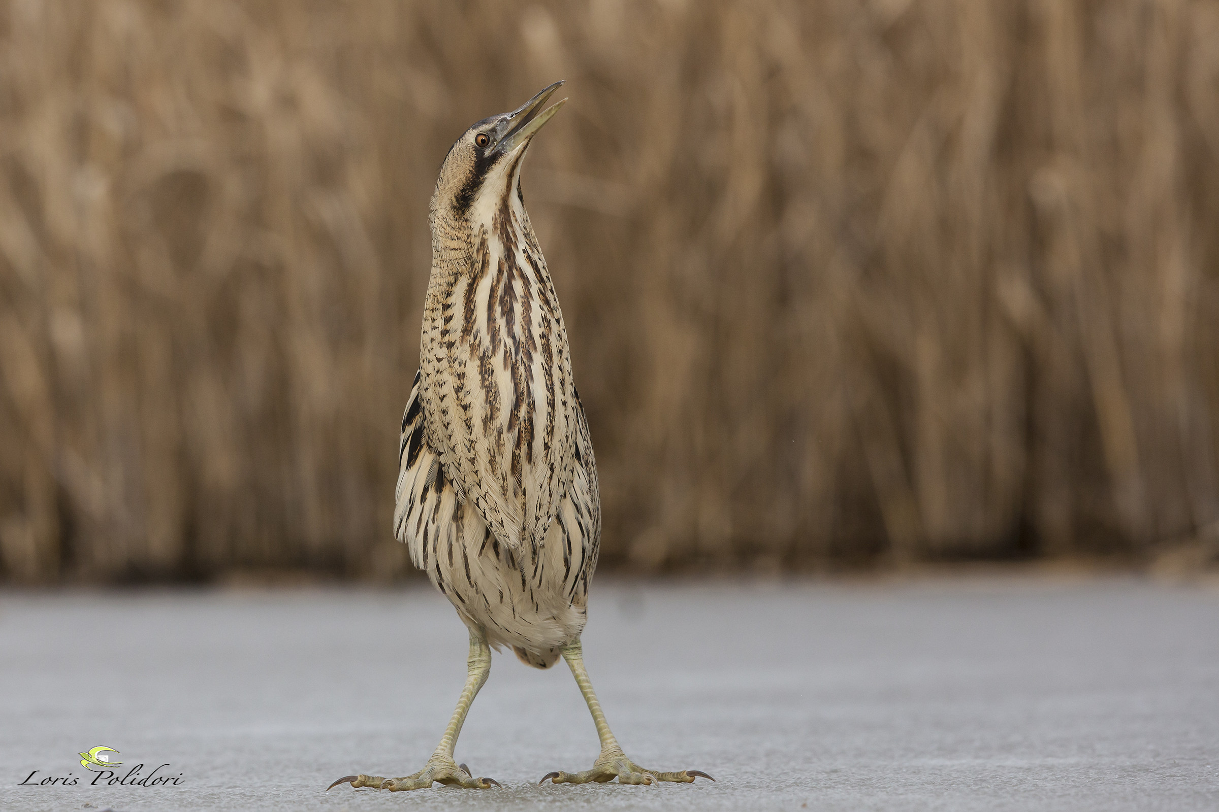 bittern