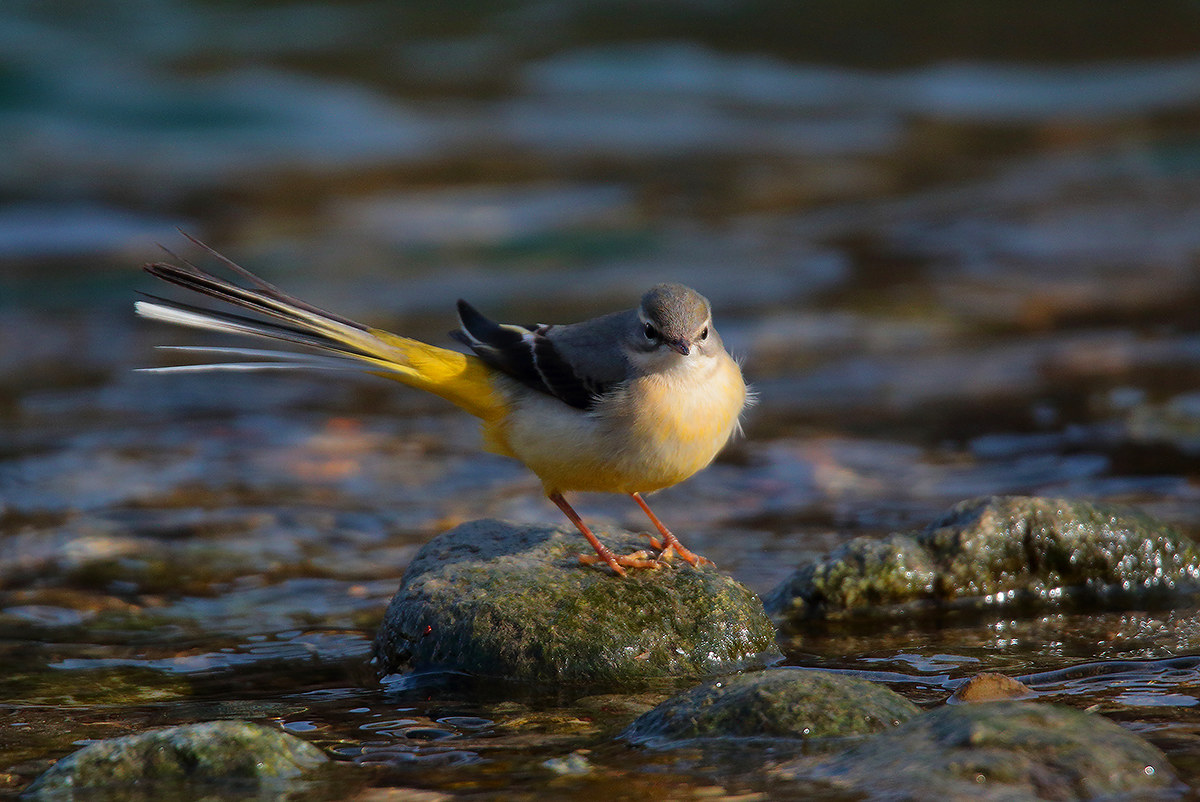 wagtail 1