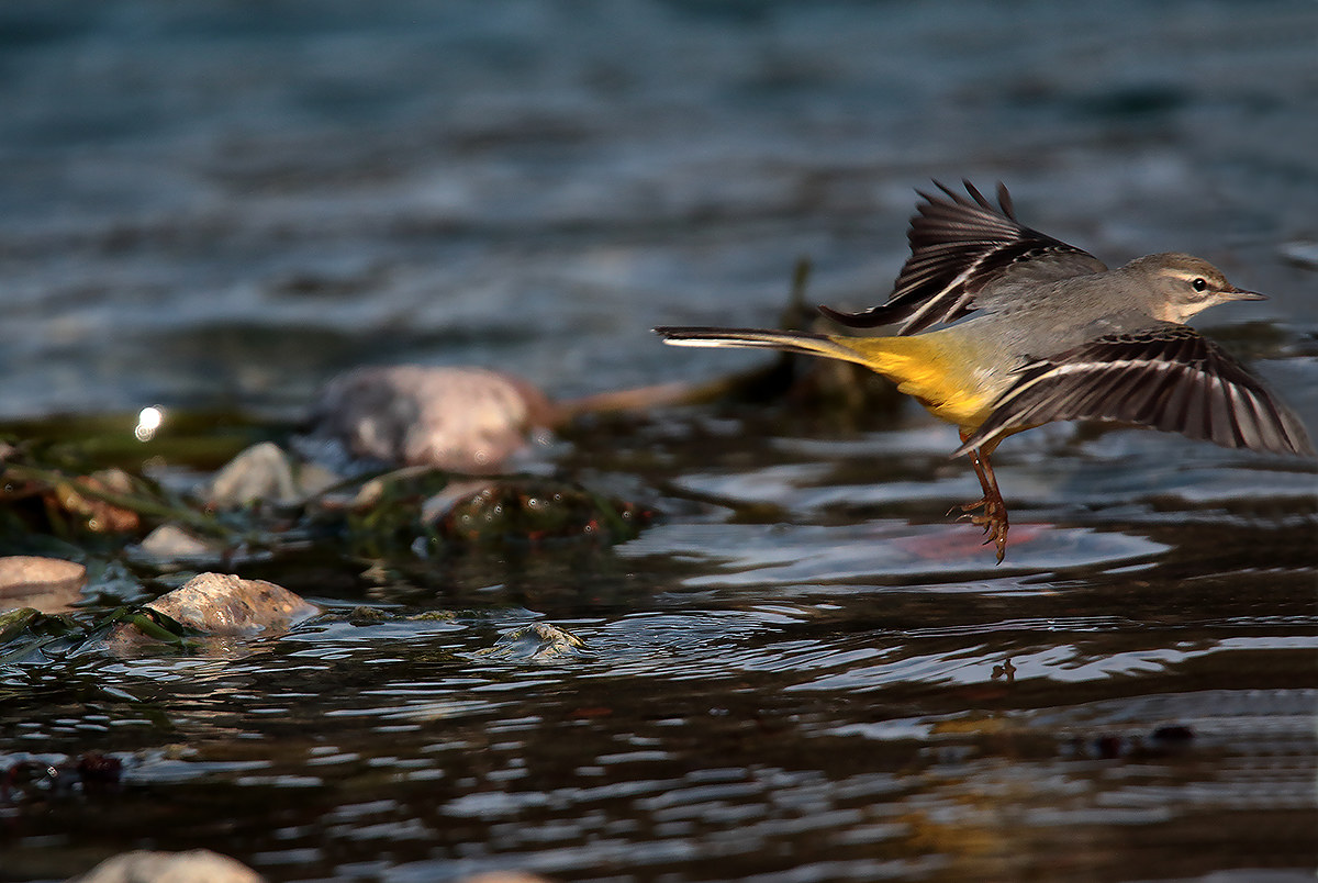 the flight of yellow
