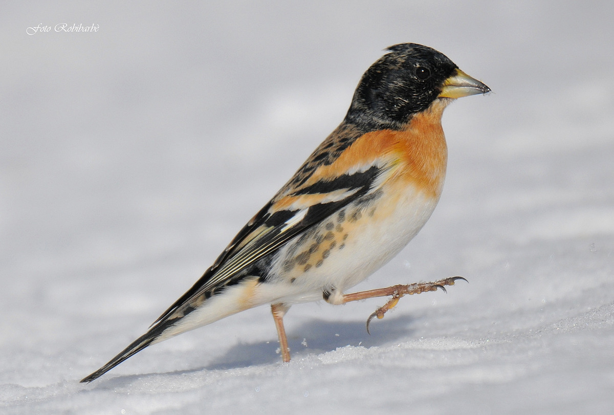 Brambling ...