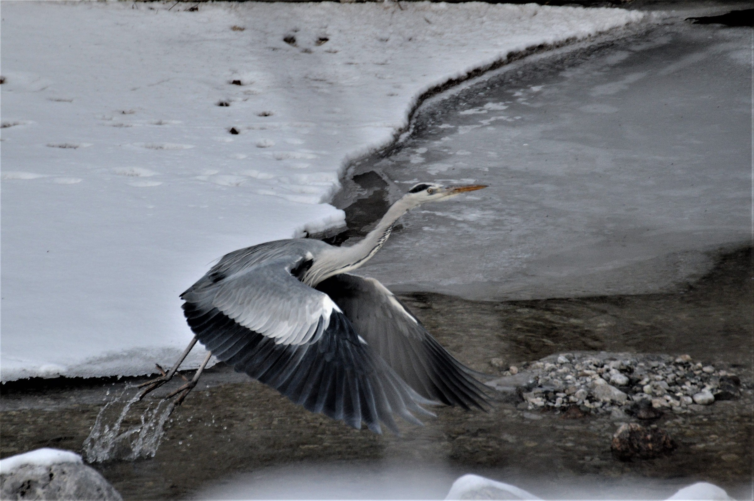si parte (Airone cenerino)
