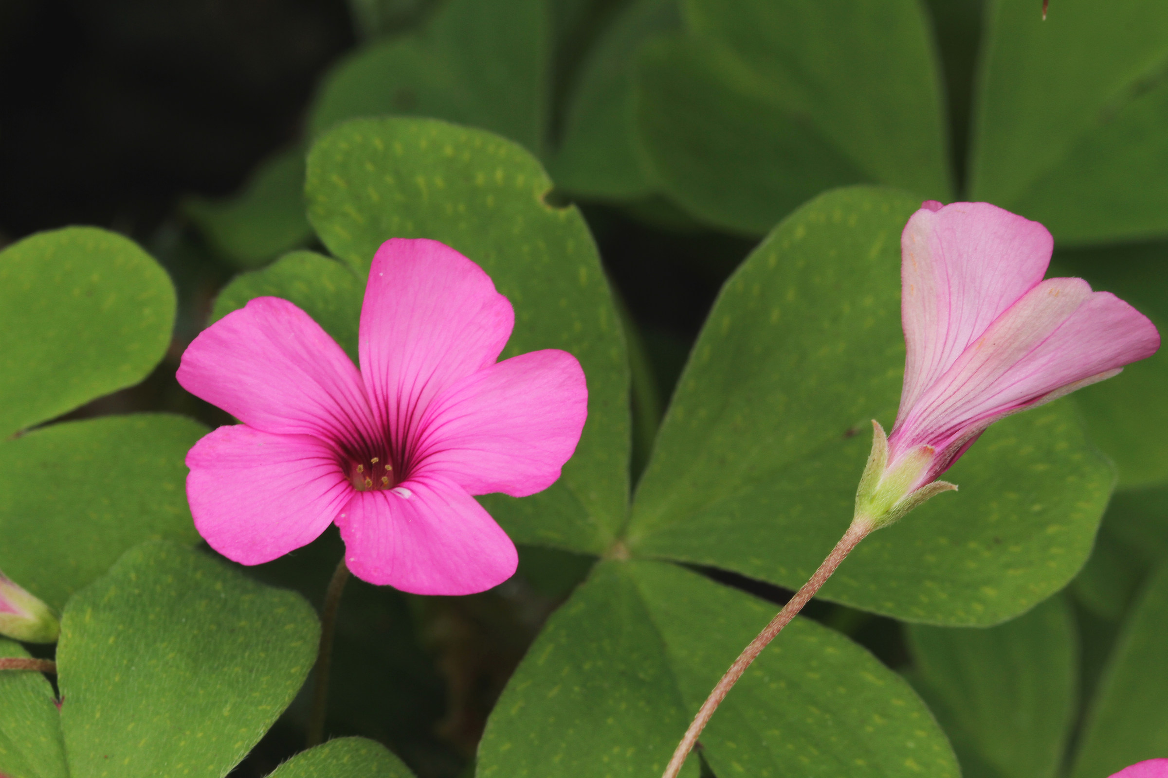 clover flowers
