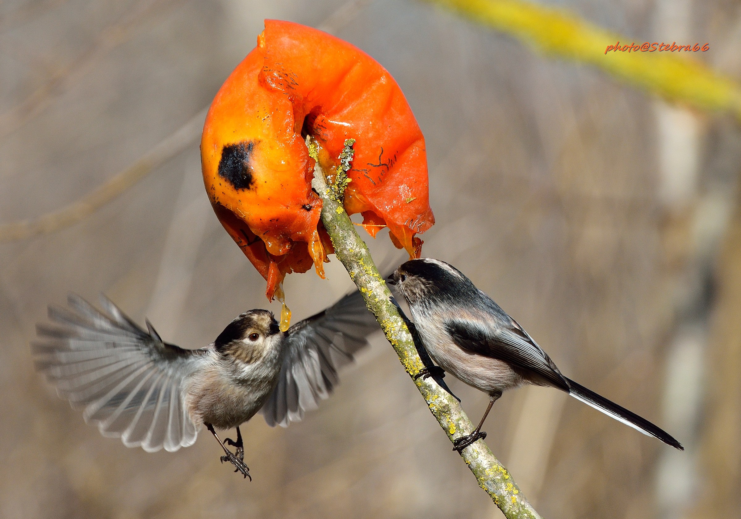 codibugnoli all'attacco II