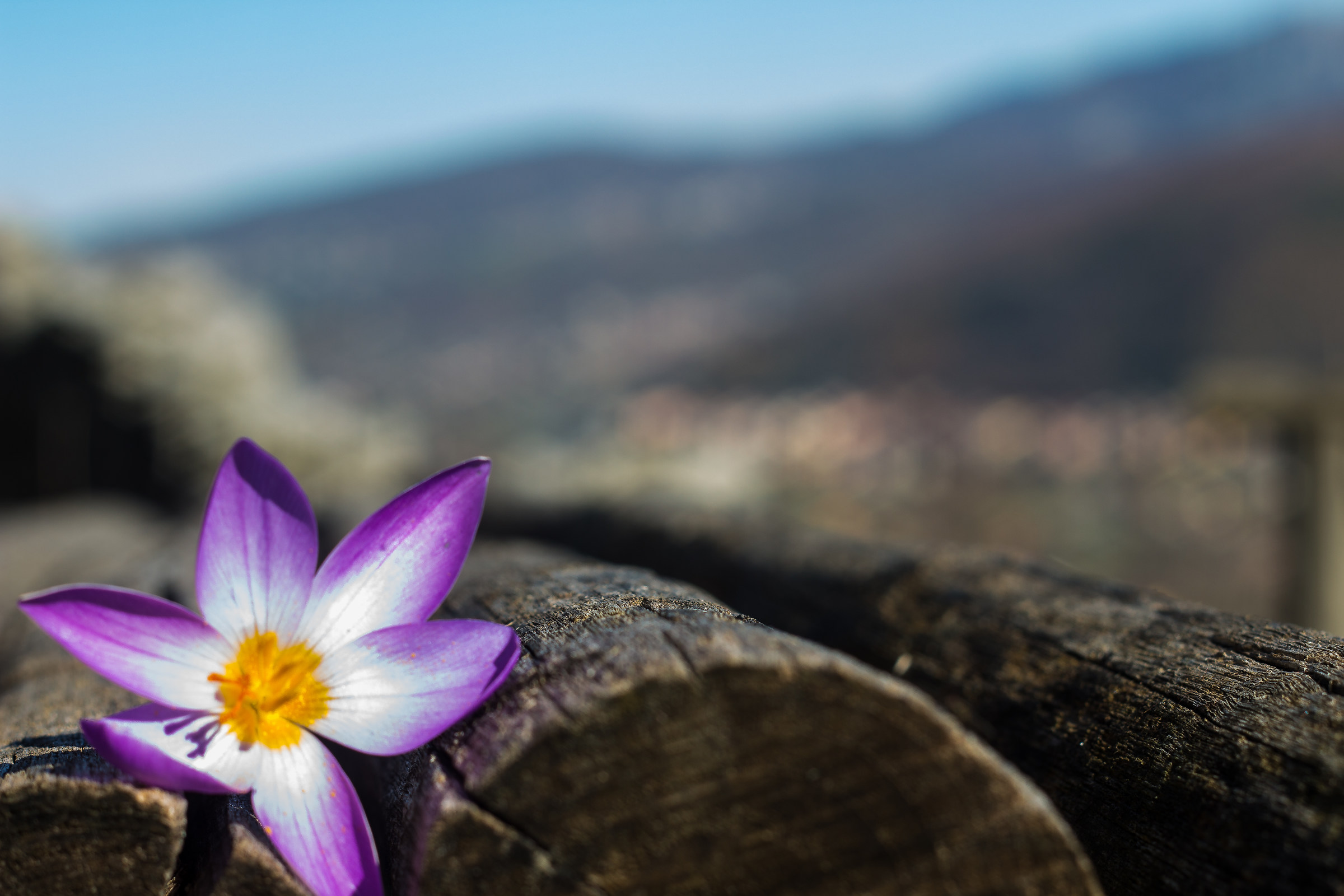 flower with paesaggo