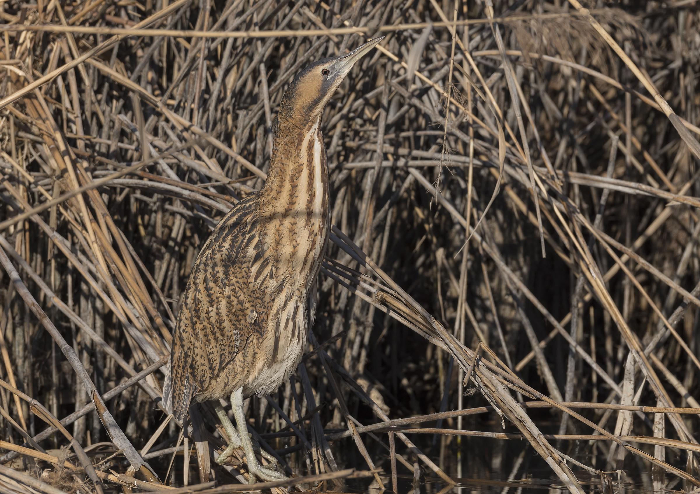 Bittern