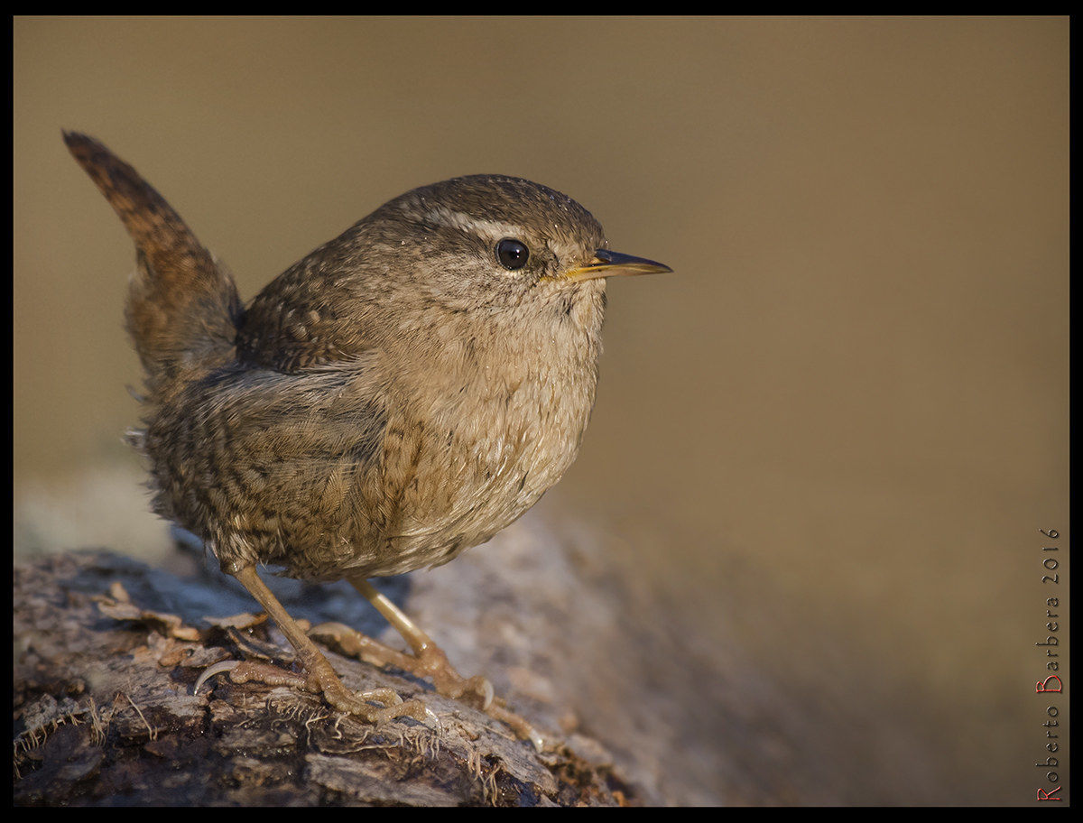 Wren