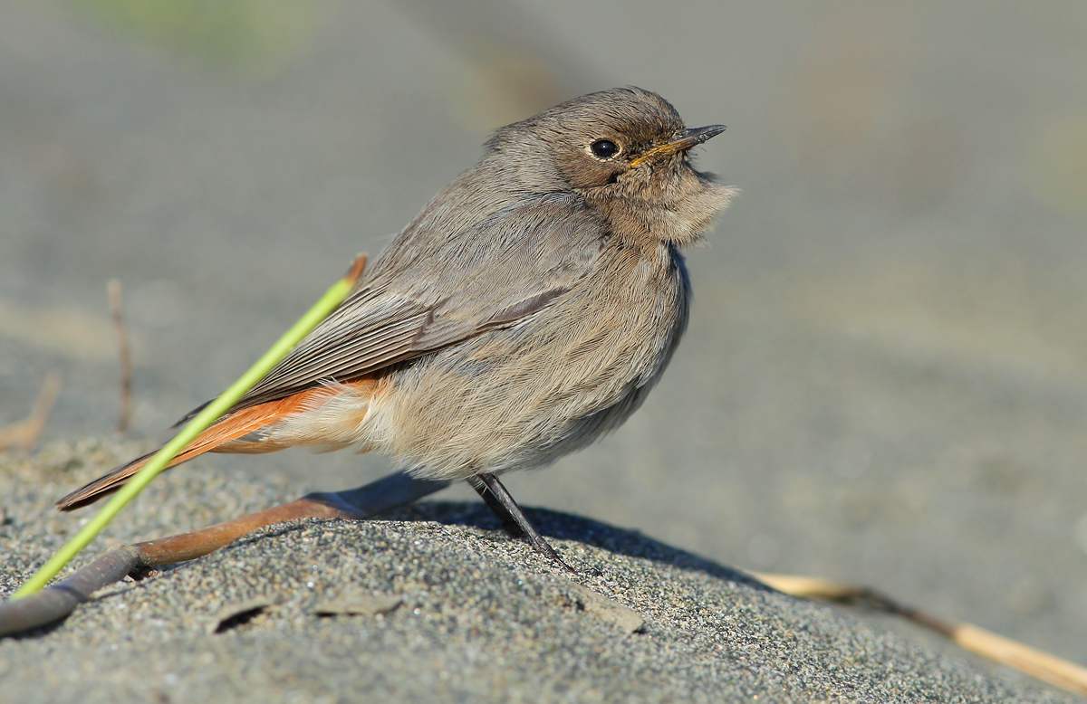 black redstart