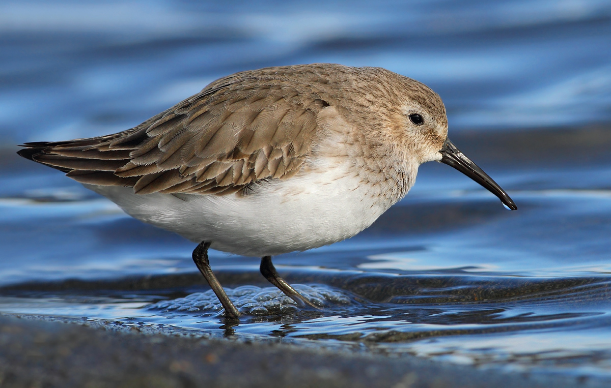 dunlin