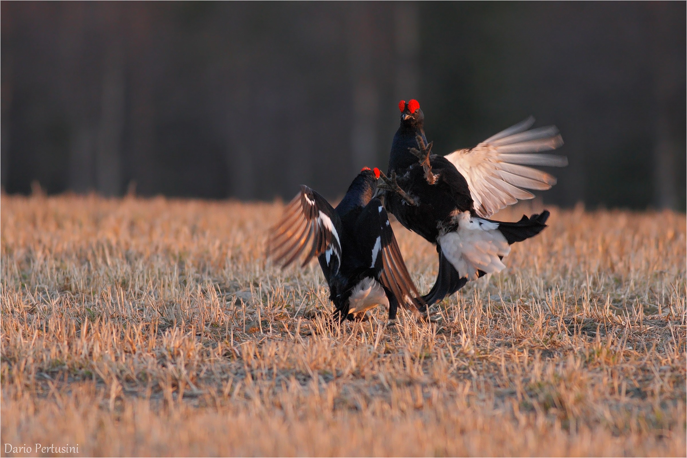 Galli forcelli in combattimento