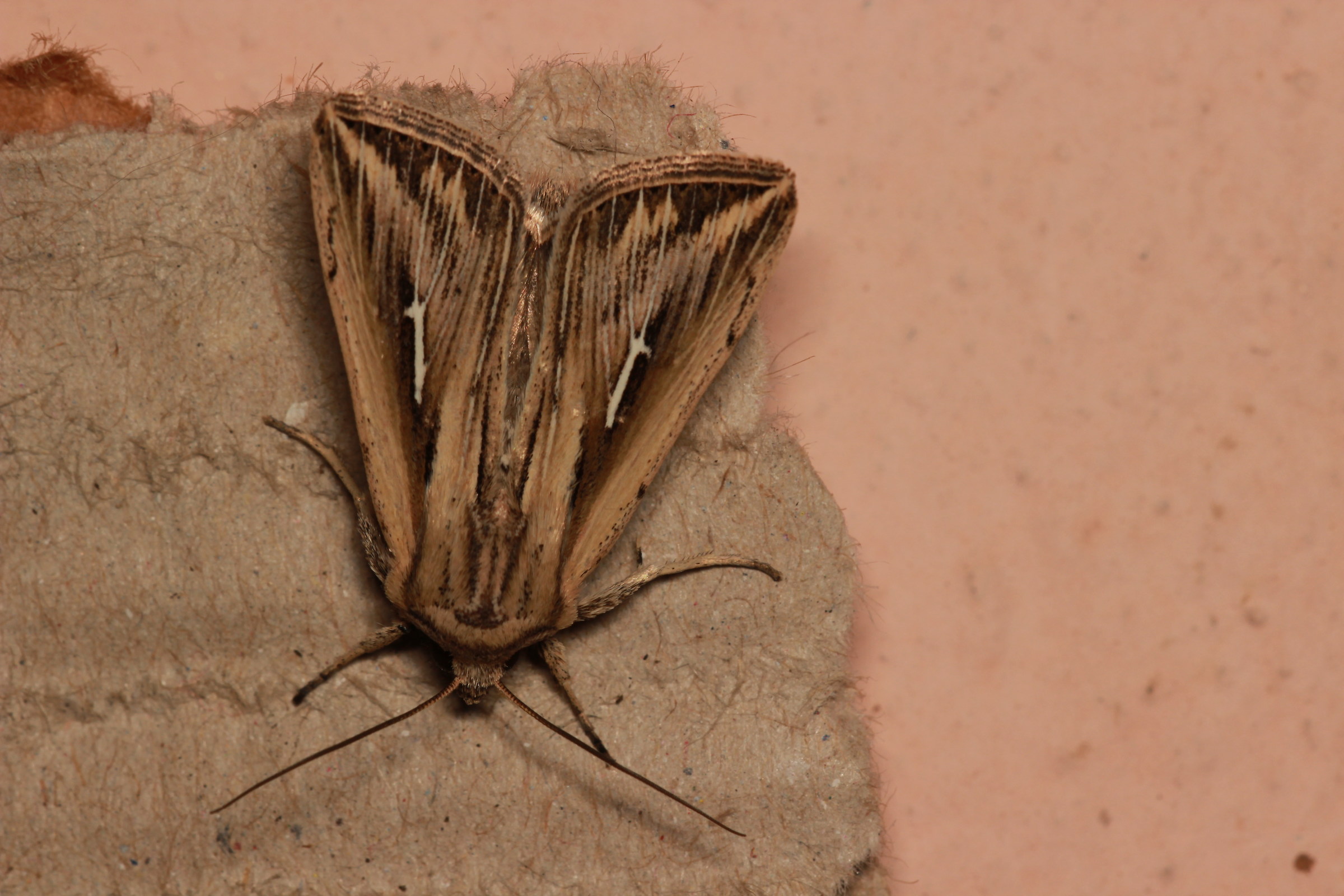 Mythimna (Hyphilare) l-album (Linnaeus, 1767) - Noctuid